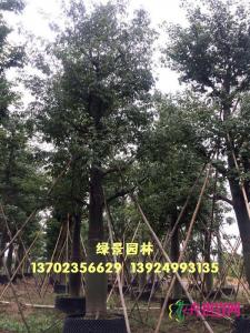 大腹木棉