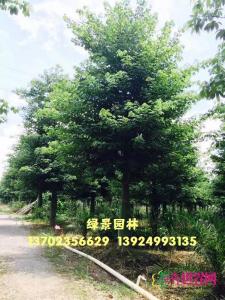 大腹木棉