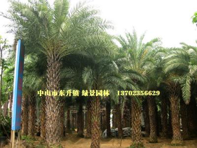 中东海枣
