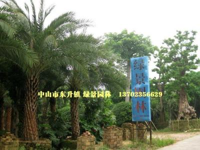 中东海枣